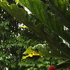 Bob Fields & Micki Ward > Belize - August 2006 photo