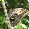 Bob Fields & Micki Ward > Belize - August 2006 photo
