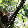 Bob Fields & Micki Ward > Belize - August 2006 photo