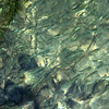 Bob Fields & Micki Ward > Belize - August 2006 photo